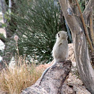 Grüne Meerkatze (Ceropithecus aetiops)