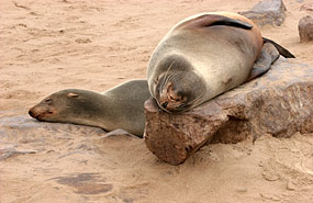 Robben am Cape Cross