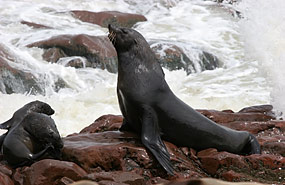 Robben am Cape Cross