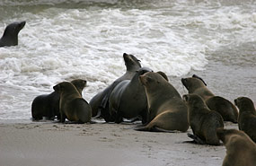 Robben am Cape Cross