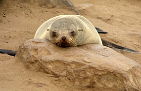 Robbe am Cape Cross