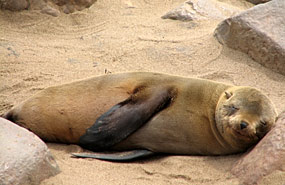 Robbe am Cape Cross