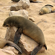 Robben am Cape Cross