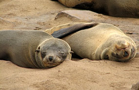 Robben am Cape Cross