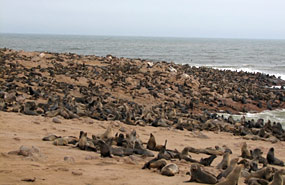 Robben am Cape Cross