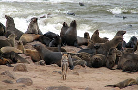 Schakal und Robben am Cape Cross