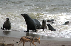 Schakal und Robben am Cape Cross