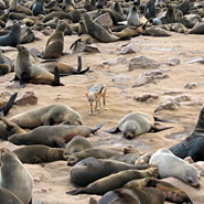 Schakal inmitten von Robben am Cape Cross