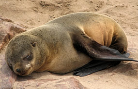 Robbe am Cape Cross