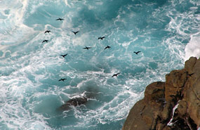 Blick auf fliegende Vögel über dem Meer vom Cape Point