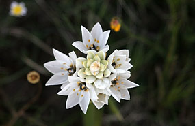 Frühjahrsblüte bei Darling