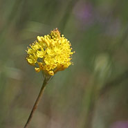 Frühjahrsblüte bei Darling