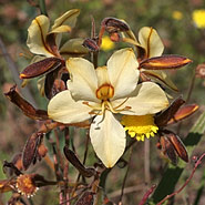 Frühjahrsblüte bei Darling