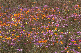 Frühjahrsblüte bei Darling