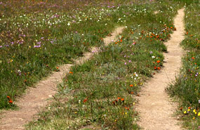 Frühjahrsblüte bei Darling