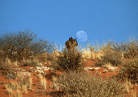 Kgalagadi Transfrontier NP - Gnu