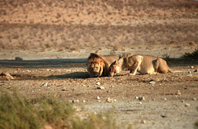 Löwen (Panthera leo)