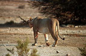 Löwen (Panthera leo)