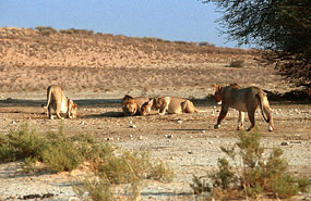 Löwen (Panthera leo)