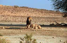 Löwen (Panthera leo)