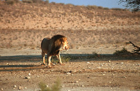 Löwen (Panthera leo)