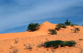 Kalahari-Düne