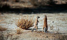 Erdhörnchen (Xerus inauris)