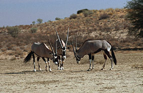 Oryxantilopen oder Gemsbok (Oryx gazella)