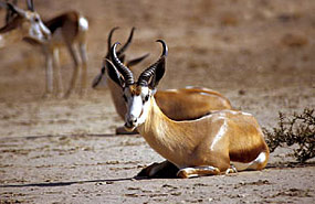 Springbock (Antidorcas marsuplialis)