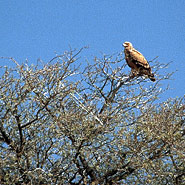 Raubadler (Aquila rapax)