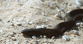 Mole Snake (Pseudaspis cana)
