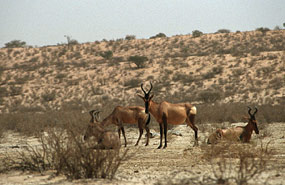 Kuhantilopen (Alcelaphus buselaphus)