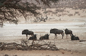 Streifengnus (Connochaetes taurinus)