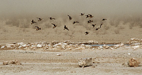 Namaflughühner (Pterocles namaqua)