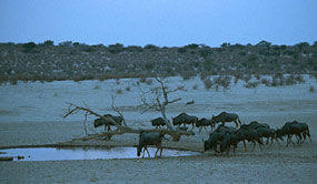 Abends am Wasserloch des Nossob-Camps