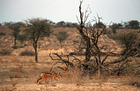 Schabrackenschakal (Canis mesomelas)