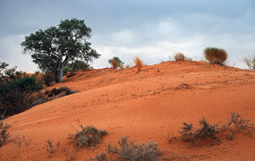 Kgalagadi Transfrontier NP