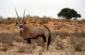 Oryxantilope oder Gemsbok (Oryx gazella)