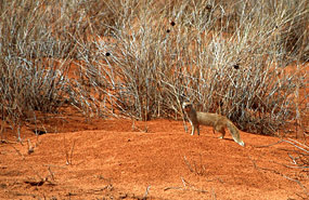 Fuchsmanguste (Cynictis penicillata)