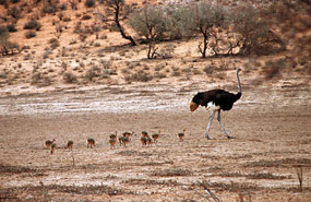 Strauß mit Jungen (Struthio camelus)