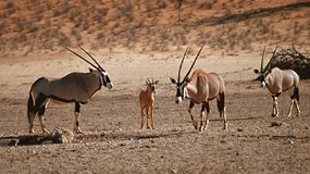 Oryx mit Nachwuchs