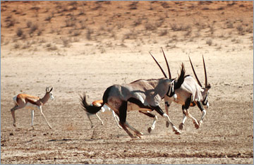 Oryx, Springböcke