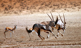 Oryx, Springböcke