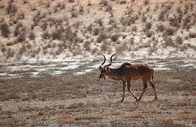 Kudu (Tragelaphus strepsiceros)