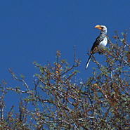 Gelbschnabeltoko (Tockus leucomelas)