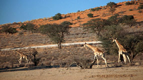 Giraffen