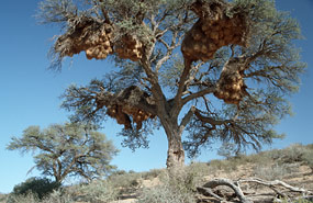 Baum mit Nestern der Siedelweber (Philetairus socius)