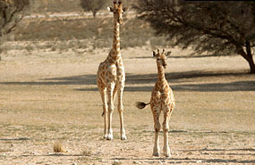 Giraffen (Giraffa camelopardalis)