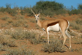 Springbock (Antidorcas marsupialis)