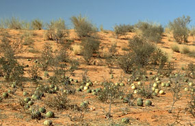 Tsamma-Melonen (Citrullus lanatus)